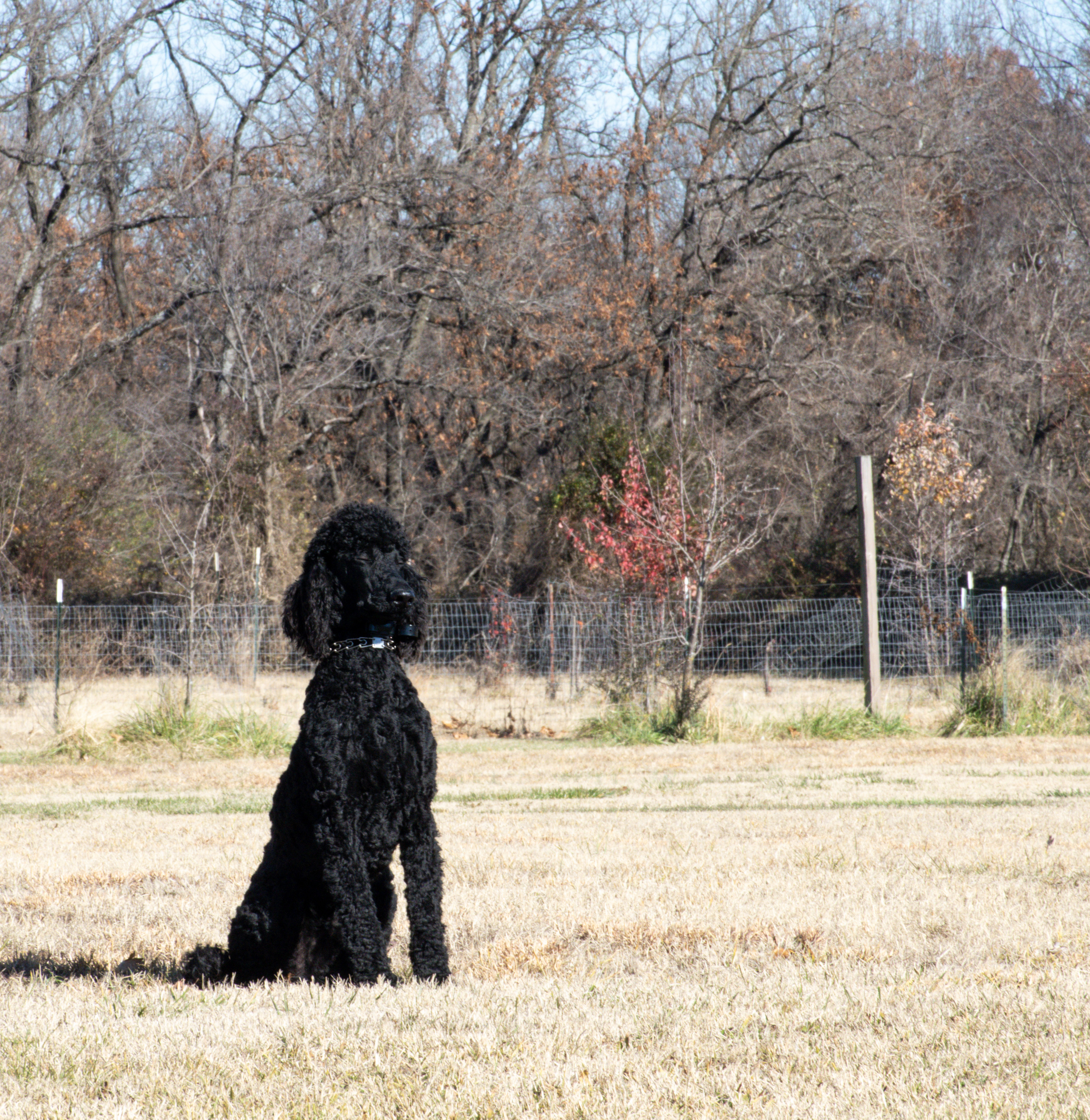 specialized dog training