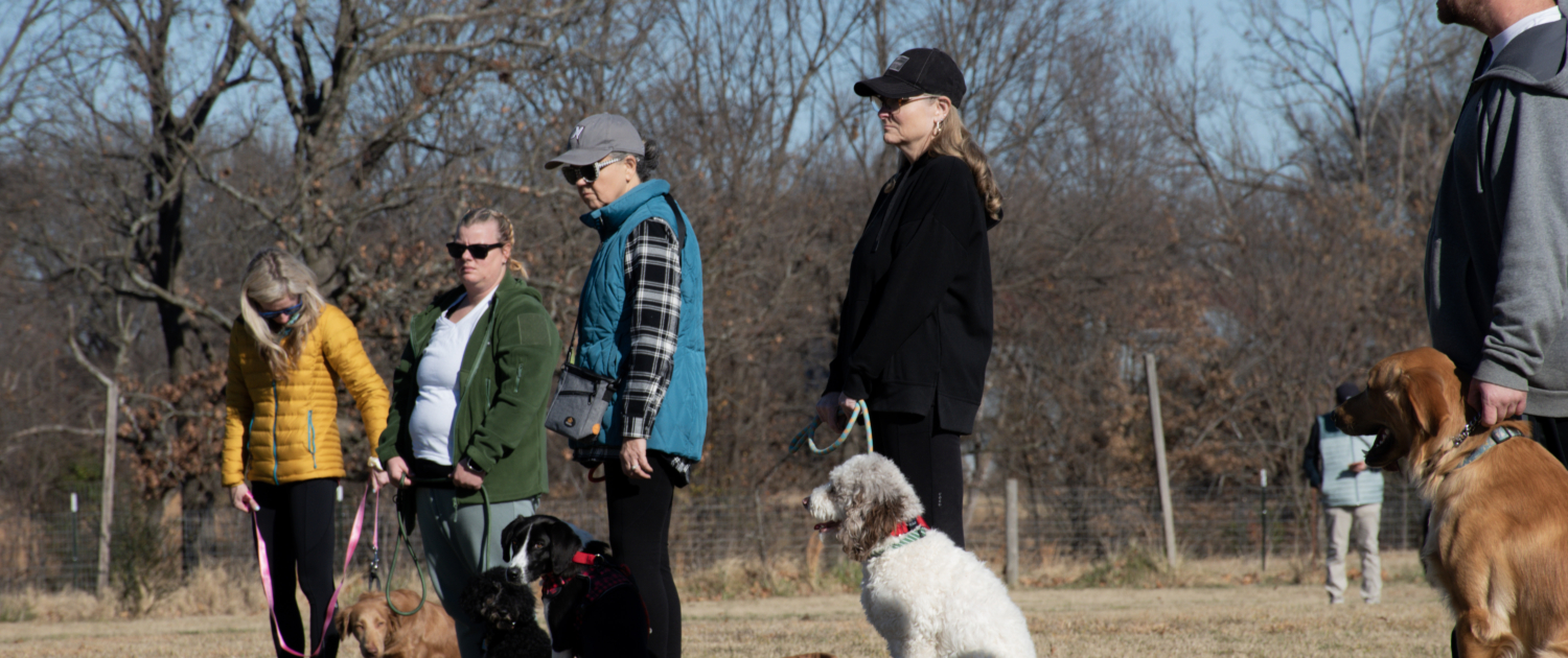 dogs in training