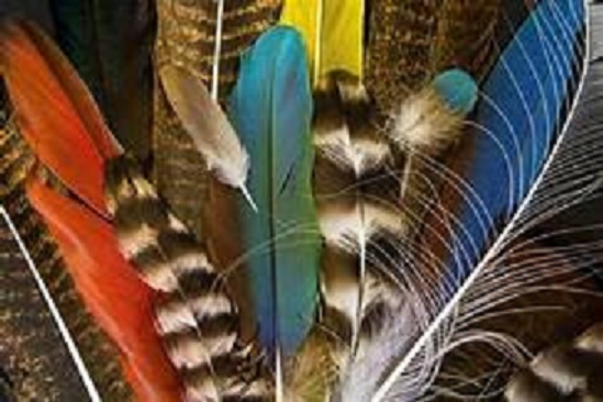 feathers